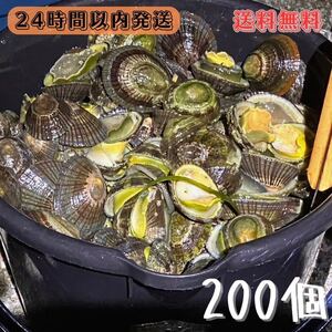 【送料無料】冷凍マツバ貝　200個　石鯛　イシガキダイ　黒鯛　釣り餌　ジンガサ　カサガイ