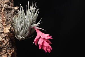 Tillandsia 