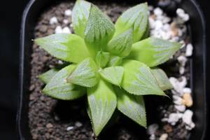 白雪　Haworthia　ハオルチア