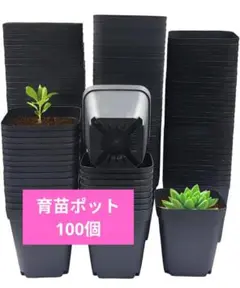 育苗ポット  100個入り 正方形 苗ポット  植木鉢 プラスチック 黒