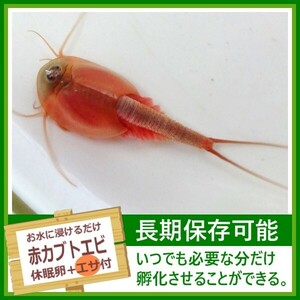 淡水 赤カブトエビの卵 [餌付き] アクアリウム トリオプス 休眠卵 耐久卵 乾燥卵 生餌 生き餌 生エサ 生きエサ 活餌 活き餌 即決