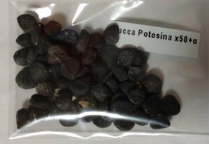 ユッカ ポトシナ 種子 50粒+α Yucca Potosina 50 seeds+α 種