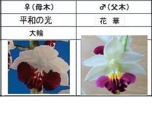 80えびね欄　６５８　平和の光×花華　来春初花見込苗　山野草エビネラン