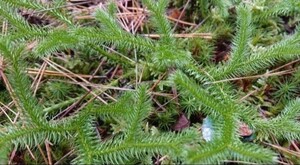 シダ植物 シダ 苔玉 テラリウム 山苔 天然 コケヒカゲノカズラ２パック