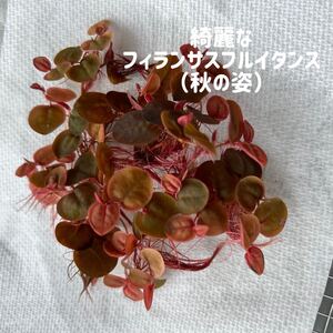 きれいなフィランサスフルイタンス3株（緑黄赤の水草）（体験版）（匿名配送）