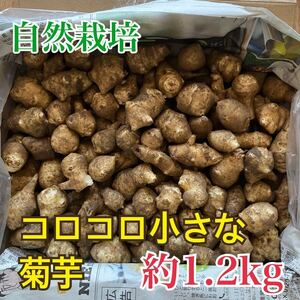 お買い得！コロコロサイズの菊芋　たっぷり1.2kg 農薬：栽培期間中不使用