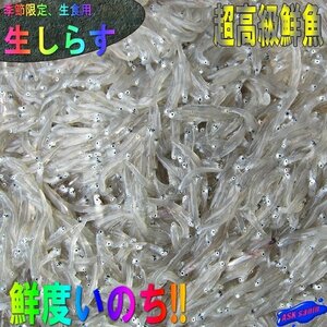 お刺身用「しらす500g」鮮度抜群、活冷凍　『魚王国』境港産