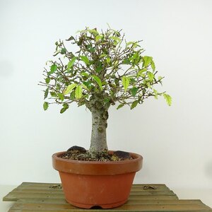 盆栽 欅 樹高 約24cm けやき Zelkova serrata ケヤキ 紅葉 ニレ科 ケヤキ属 落葉樹 観賞用 現品