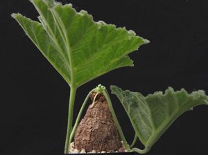 Pelargonium lobatum ペラルゴニウム ロバツム 種子 10粒