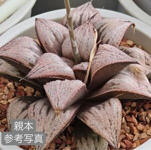 57 ハオルチア 多肉植物　皇姫合の宮錦　自家繁殖　抜き苗発送