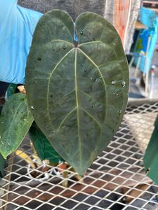 セール！！アンスリウム Anthurium Ace of spade SKG xself (dark form )言わずと知れた非常に美しいアンスリウム品種！！激レア！