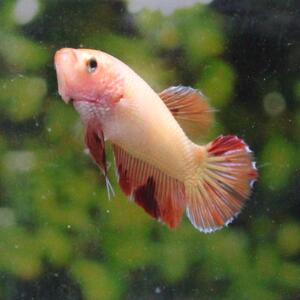 ベタ　プラカット　メス　ヴァンダ　アルマゲドン　05F0925-035　高知熱帯魚サービス　熱帯魚　生体