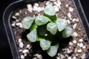 Haworthia maughanii　/ 万象　火焼雲　ハオルチア　