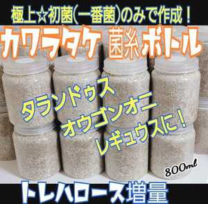 カワラタケ菌糸瓶☆初菌(一番菌)で作成！800ｍ☆クヌギ１００％タランドゥスやオウゴンオニクワガタ、レギウスが巨大化！特殊アミノ酸配合