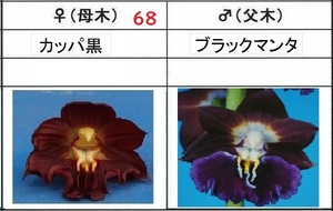 60えびね欄　２７８　カッパ黒×ブラックマンタ　1-2作以降初花見込苗　山野草エビネラン