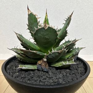 アガベ　イタリア　オテロイ　チタノタ　 agave 台湾株 検索用清櫻 大白鯊 皇冠 悪魔くん SAD 白犀牛 スナグルトゥースハデス