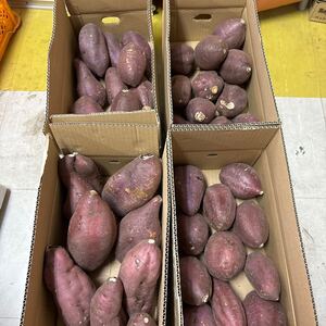 無農薬シルクスイート箱込み20キロ4Lから2Lサイズ