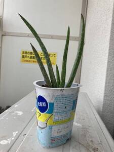 送料無料　アロエベラ中株　1株　大きさ20-25cm 多肉植物アロエ