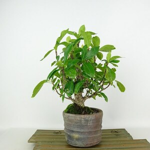 盆栽 梔子 樹高 約21cm くちなし Gardenia jasminoides クチナシ アカネ科 クチナシ属 常緑樹 観賞用 現品