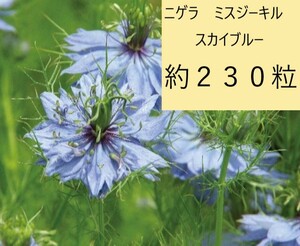 【花の種】ニゲラ　ミスジーキルスカイブルー　1.25ｍｌ　約２３０粒　４種郵便にて発送します