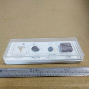 国立科学博物館 化石標本 4種セット 未チェック 詳細不明 ジャンク扱い サメの歯 アンモナイト 三葉虫 ストラマトライト 