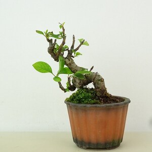 盆栽 海棠 樹高 約9cm かいどう Malus micromalus カイドウ バラ科 落葉樹 観賞用 小品 現品