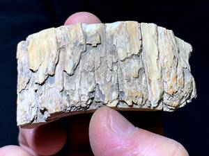 毛長マンモスの牙の破片・26g（中国産化石標本）