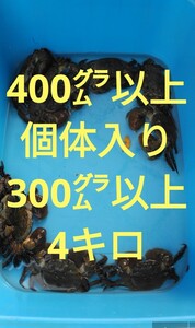 ②モクズカニオス約300㌘以上約4キロ400㌘入り