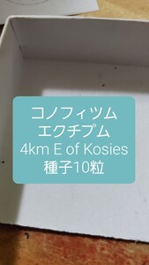 コノフィツム　エクチプム, 4km E of Kosies 種子10粒