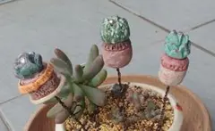 多肉植物のガーデンピック　粘土細工　ハンドメイド