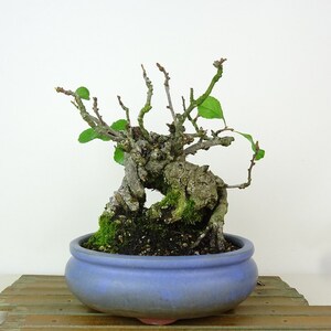 盆栽 寒木瓜 樹高 約15cm かんぼけ Chaenomeles speciosa カンボケ バラ科 ボケ属 落葉樹 観賞用 小品 現品