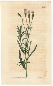 1820年 手彩色 銅版画 Curtis Botanical Magazine no.2132 キク科 パラフォクシア属 PALAFOXIA LINEARIS