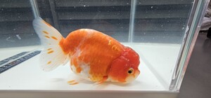 上物!!　桜錦　11cm　明2歳　良品t008