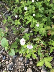 花種　ゲンノショウコ　野草　約20粒　北海道より