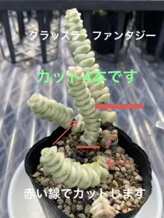 多肉植物・クラッスラ・ファンタジー