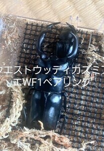 肆番 バクテリア産卵材　８本 『爆産産卵材』難産種 ウチのお客様には効果抜群でした