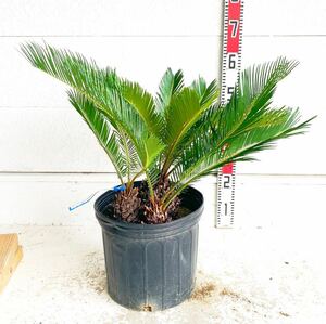 ソテツ　3本立ち　約:50cm 【sago palm/蘇鉄/そてつ/ヤシの木/庭木/株立ち/幹太/南国風/ガーデン/ドラセナ】243063