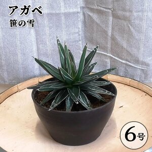 アガベ 笹の雪 6号 鉢植え ドライガーデン ロックガーデン 多肉植物