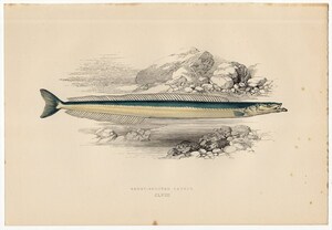 1877年 コーチ 英国の魚類史 多色石版画 イカナゴ科 チチュウカイイカナゴ SHORT-SNOUTED LAUNCE 博物画