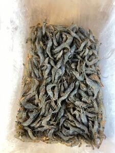 最後の一つです！！　冷凍餌　スジエビ　約120g+α　釣り餌　大型魚　熱帯魚　シラサエビ★同梱可