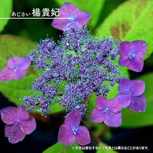 ヤマアジサイ　楊貴妃　花の苗　紫陽花