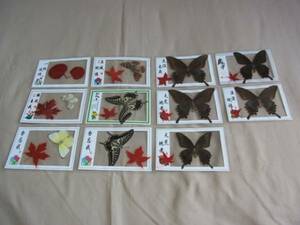 中国 蝶 標本 11枚セット USED