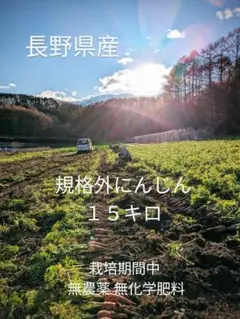 長野県産 規格外にんじん 15キロ