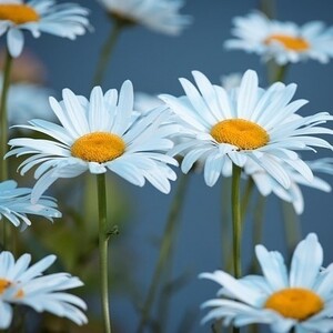 フランス菊の種　種子　30粒　花の種　同梱可能　オックスアイデイジー 多年草　秋春蒔き　白と黄色のお花　切り花　オックスアイデージー