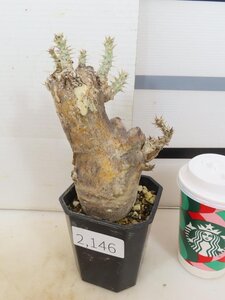 2146 「塊根植物」パキポディウム エニグマティクム 植え【発根・Pachypodium enigmaticum・多肉植物】