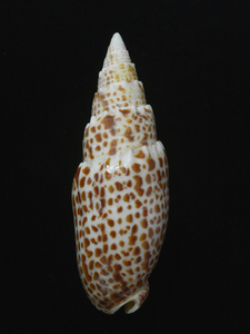 貝の標本 Mitra papalis 107.5mm.