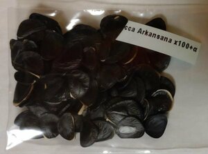 ユッカ アルカンサナ 種子 100粒+α Yucca Arkansana 100 seeds+α 種 アルカンサーナ