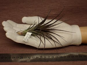 Tillandsia tenuifolia v.amethyst チランジア・テヌイフォリア アメジスト 202■エアプランツTI