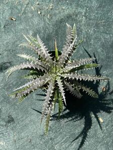 ディッキア フォステリアーナ Dyckia fosteriana (Seedling) sibling cross