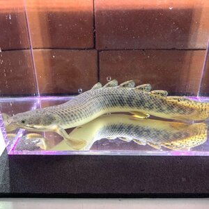 １点物　熱帯魚　ポリプテルス・パルマス　ML　約22-25cm±　WILD　ワイルド　※雄雌のご指定不可　古代魚　大型魚